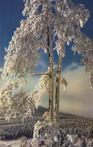 Early colour photography: Hoarfrost (colour photo) Early colour photography: Hoarfrost (colour photo)