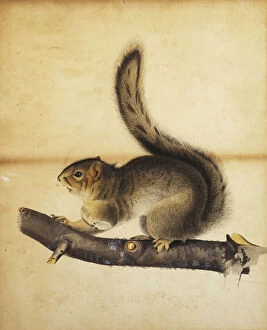 Images Dated 28th December 2012: Eastern Grey Squirrel in Full Winter Coat, c.1840s (pen and black ink