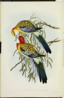 Eastern Rosella, from The Birds of Australia, First Edition