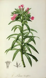 Echium Grandiflorum, from Le Jardin de Malmaison, 1802 (coloured engraving) Echium Grandiflorum, from Le Jardin de Malmaison, 1802 (coloured engraving)