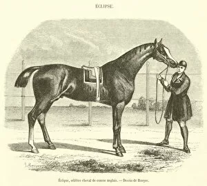 Eclipse, celebre cheval de course anglais (engraving)