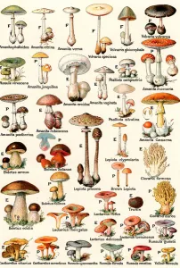 Edible and Poisonous Mushrooms, 1937 (lithograph) Edible and Poisonous Mushrooms, 1937 (lithograph)