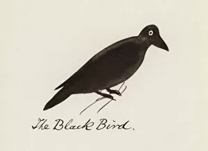 Edward Lear, The Bird Book: The Black Bird (colour litho)