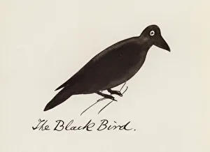 Edward Lear, The Bird Book: The Black Bird (colour litho) Edward Lear, The Bird Book: The Black Bird (colour litho)