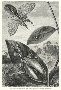 The Eggs and Immature and Adult Forms of Phyllium siccifolium (engraving) The Eggs and Immature and Adult Forms of Phyllium siccifolium (engraving)