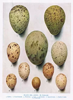 Red Necked Phalarope Gallery: Eggs: Red Necked Phalarope: Dunlin: etc, illustration from British Birds'