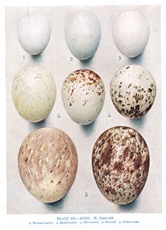 Eggs:Partridge:Red Legged Partridge:etc, illustration from British Birds'