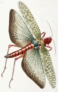 Egyptian Locust, 1790 (hand coloured engraving) Egyptian Locust, 1790 (hand coloured engraving)
