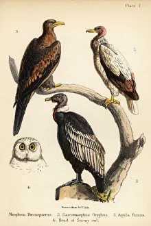 Egyptian vulture, Andean condor, and wedge-tailed eagle. 1855 (lithograph) Egyptian vulture, Andean condor, and wedge-tailed eagle. 1855 (lithograph)