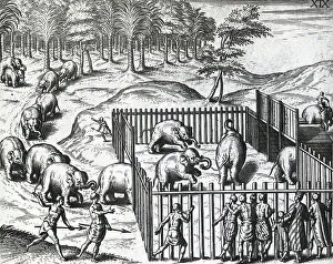 Elephant hunting in kingdom of Pegu, now Myanmar, by Theodor de Bry (1528-1598) Elephant hunting in kingdom of Pegu, now Myanmar, by Theodor de Bry (1528-1598)