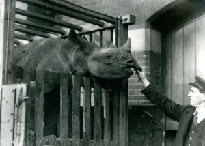 Eliza a black rhinoceros takes food from the hand of her keeper on her arrival at Eliza a black rhinoceros takes food from the hand of her keeper on her arrival at