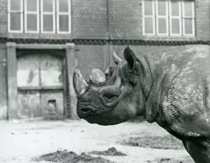 Black Rhinoceros Collection: Eliza a female Black Rhinoceros, London Zoo, 1928 (b / w photo)
