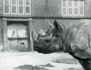 Eliza a female Black Rhinoceros, London Zoo, 1928 (b/w photo) Eliza a female Black Rhinoceros, London Zoo, 1928 (b/w photo)