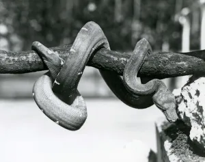 An Emerald Tree Boa with its body coiled along a horizontal branch An Emerald Tree Boa with its body coiled along a horizontal branch