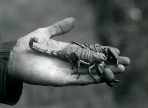 An Emperor Scorpion held in the palm of a keeper's hand, London Zoo An Emperor Scorpion held in the palm of a keeper's hand, London Zoo