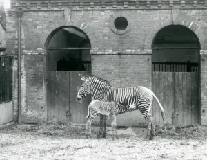 An Endangered Grevy's/Imperial Zebra standing feeding her foal An Endangered Grevy's/Imperial Zebra standing feeding her foal