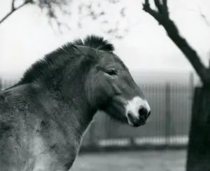 An endangered Przewalski's wild horse standing in its paddock at London Zoo An endangered Przewalski's wild horse standing in its paddock at London Zoo