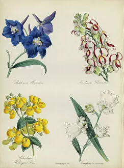 Coronata Gallery: English Flower Garden: Delphinium Hendersonu, Antirrhinum Hendersonu, Calceolaria Wellinton Hoero