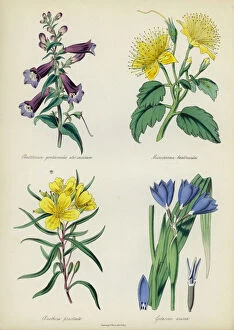 Prostrata Gallery: English Flower Garden: Pentstemon gentianoides atro-caeruleum, Microsperma bartonioides