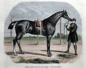 The English racing horse Eclipse. Illustration by Rouyer The English racing horse Eclipse. Illustration by Rouyer