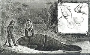 Manatee (Mammals, Animals) Collection Our beautiful Wall Art and Photo