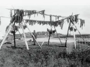 Only One Person Gallery: An Eskimo man standing under a structure with whale meat hanging to dry, c.1929 (b/w photo)