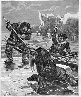 Morse Gallery: Eskimos - fishing walrus - Eskimos - walrus fishing in 1888 - - Engraving in '