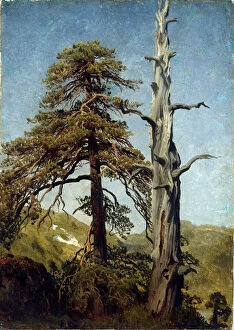 'Etude d'arbres, Norvege' Peinture d'August Cappelen (1827-1852) 1850 National museum of art, Oslo