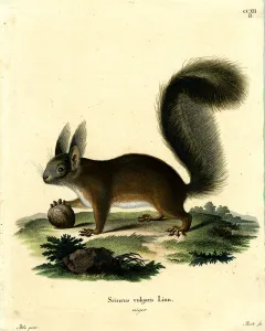Eurasian Red Squirrel (coloured engraving) Eurasian Red Squirrel (coloured engraving)
