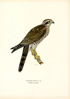 Eurasian Sparrowhawk (colour litho) Eurasian Sparrowhawk (colour litho)