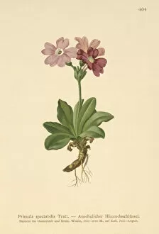 Primulaceae Gallery: European Alpine Primrose (Primula spectabilis, Auriculastrum primula) (colour litho)