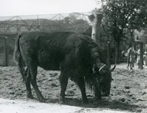 European Bison Julia eating the grass in her paddock, London Zoo European Bison Julia eating the grass in her paddock, London Zoo