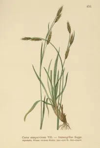 Evergreen Sedge (Carex sempervirens) (colour litho) Evergreen Sedge (Carex sempervirens) (colour litho)