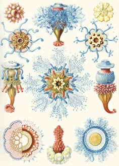 Defining Gallery: Examples of Siphonophorae from Kunstformen der Natur, 1899 (colour litho)