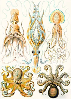 Defining Gallery: Examples of various Cephalopods Kunstformen der Natur, 1899 (colour litho)
