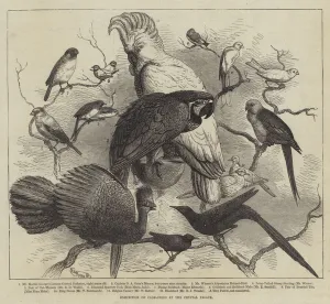 Exhibition of Cage-Birds at the Crystal Palace (engraving) Exhibition of Cage-Birds at the Crystal Palace (engraving)