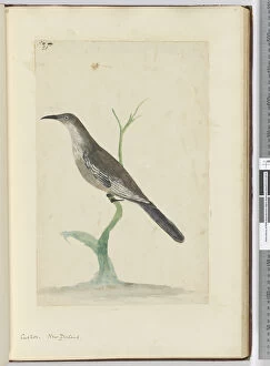 F.21 Cuckoo. New Zealand, 1772-75 (w / c)