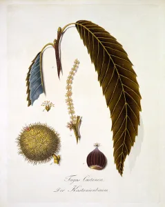 Spanish Chestnut Gallery: Fagus Castanea, from A Comprehensive Work on All Species of Wood'