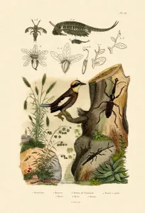 Fairy Shrimp, 1833-39 (coloured engraving) Fairy Shrimp, 1833-39 (coloured engraving)