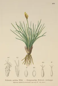 False Sedge (Kobresia simpliciuscula, Kobresia caricina) (colour litho) False Sedge (Kobresia simpliciuscula, Kobresia caricina) (colour litho)