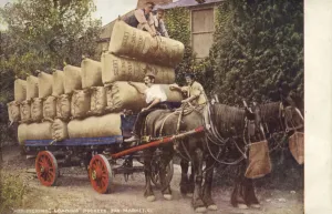 Farmers loading sacks onto a cart (colour photo) Farmers loading sacks onto a cart (colour photo)