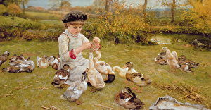 Feeding the ducks Feeding the ducks