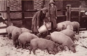 Feeding the pigs, illustration from The Illustrated War News Feeding the pigs, illustration from The Illustrated War News