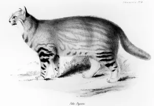 Felis Pajeros, plate 9 from Zoology of the Voyage of the Beagle: Mammals' Felis Pajeros, plate 9 from Zoology of the Voyage of the Beagle: Mammals'