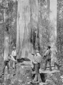 Felling a Blue-Gum Tree in Huon Forest, Tasmania, c Felling a Blue-Gum Tree in Huon Forest, Tasmania, c