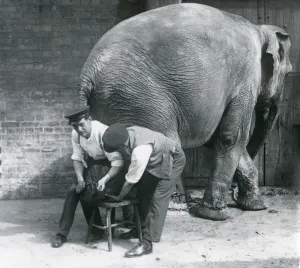 Female Asiatic Elephant having her feet trimmed by her keepers at London Zoo