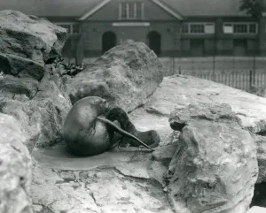 A female California sea lion lying on a rocky terrace, while feeding her pup, London Zoo A female California sea lion lying on a rocky terrace, while feeding her pup, London Zoo