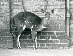 A female Cape Bushbuck/Imbabala standing against a wall at London Zoo in October 1927 A female Cape Bushbuck/Imbabala standing against a wall at London Zoo in October 1927