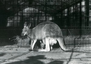 Jill Gallery: A female / doe / flyer / jill red kangaroo with her young or joey in her pouch