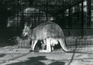 A female / doe / flyer / jill red kangaroo with her young or joey in her pouch A female / doe / flyer / jill red kangaroo with her young or joey in her pouch